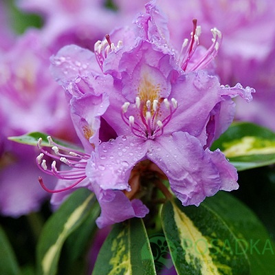 картинка Рододендрон Gold Flimmer 