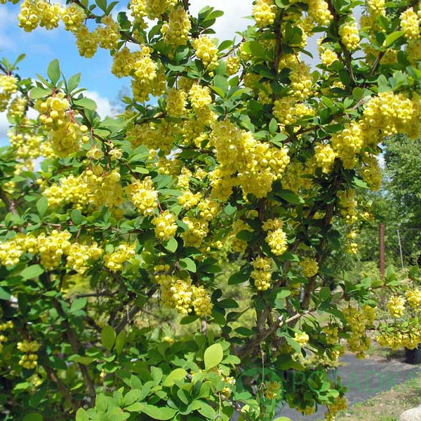 картинка Барбарис Тунберга Indian Summer 3л 