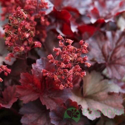 картинка Гейхера Cherry Cola 