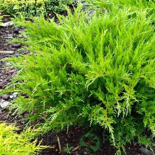 картинка Можжевельник средний Минт Джулеп 