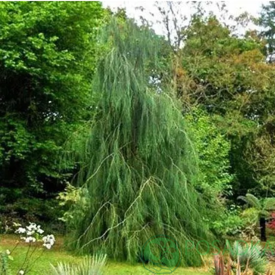 картинка Кипарисовик Лавсона Imbricata Pendula 