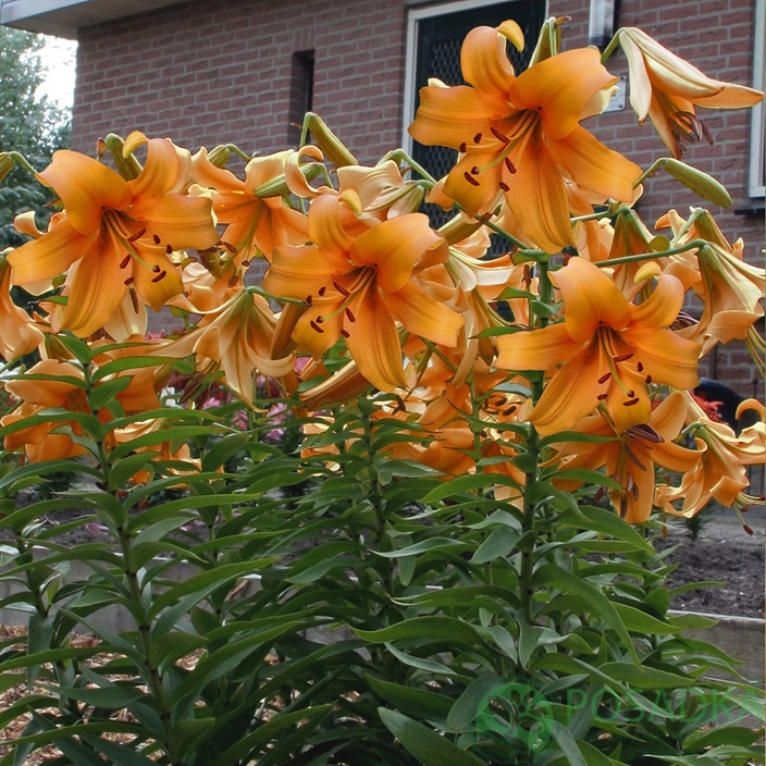 картинка Лилия Orange Space 