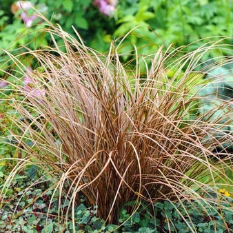 картинка Осока Аубурн (Carex Auburn) 