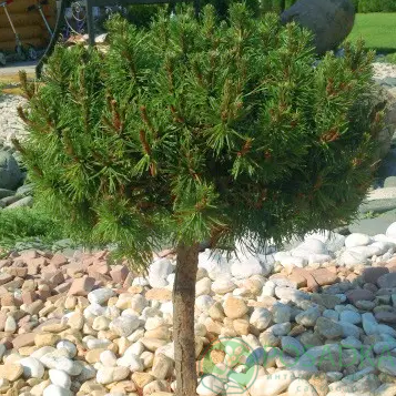 картинка Сосна крючковатая Hnizdo C10 