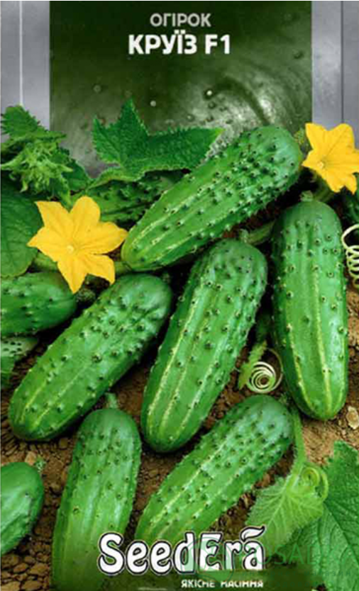 картинка Семена Огурец Круиз F1, 0.5 гр, SeedEra 