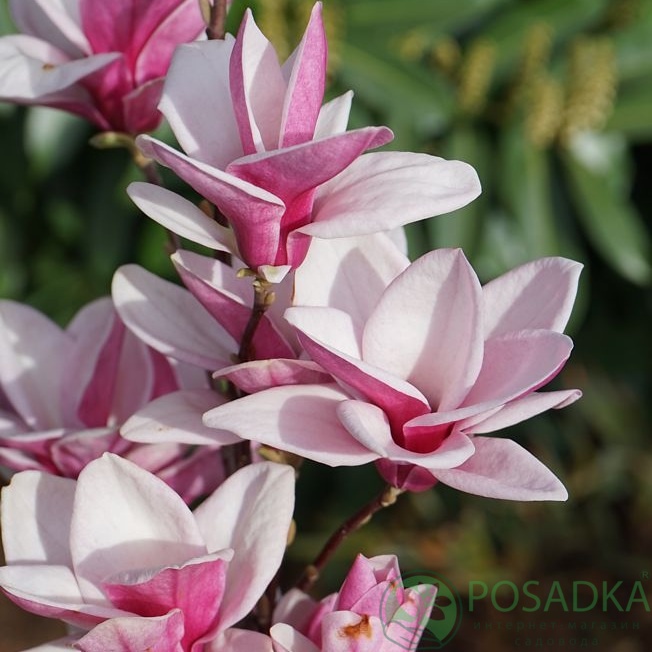 картинка Магнолия Starburst PBR 