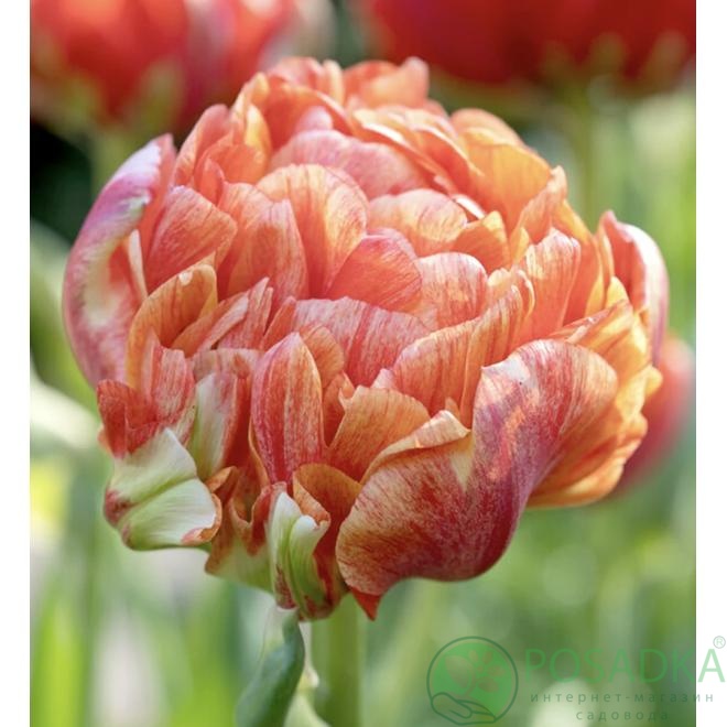 картинка Тюльпан Gudoshnik Double 