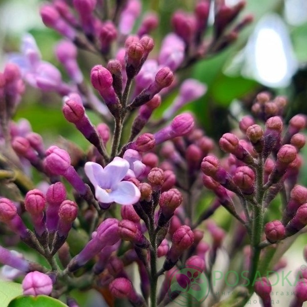 картинка Сирень Mrs Edward Harding 