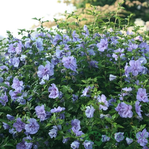 картинка Гибискус сирийский Блю Шифон (Hibiscus syriacus Blue Chiffon) картинка Гибискус сирийский Блю Шифон (Hibiscus syriacus Blue Chiffon)