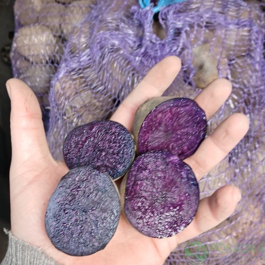 картинка Картофель Чёрный принц 1кг 