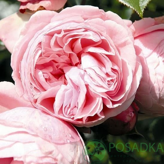 картинка Роза плетистая Джардина 