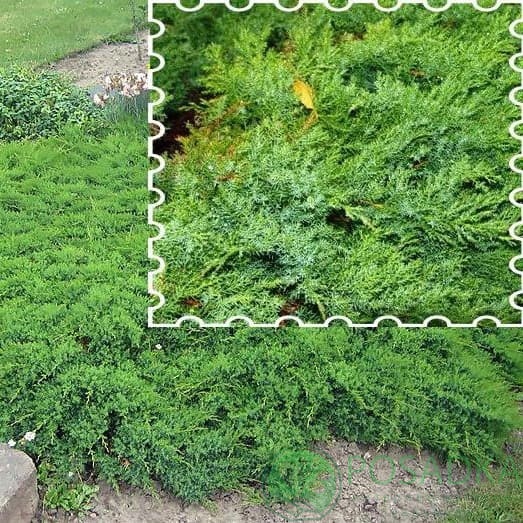 картинка Можжевельник Даурский Ленинград С3 