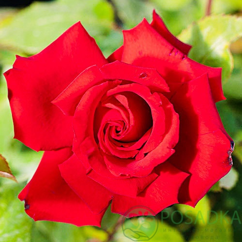 картинка Роза чайно-гибридная Grande Amore 3л 