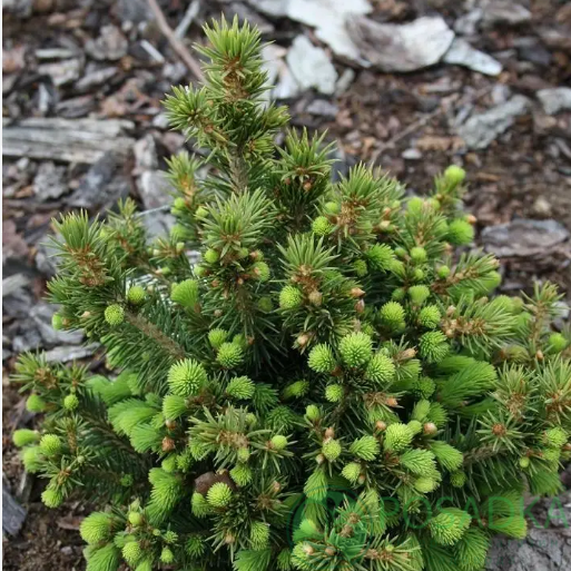 картинка Ель glauca Cy's Wonder 