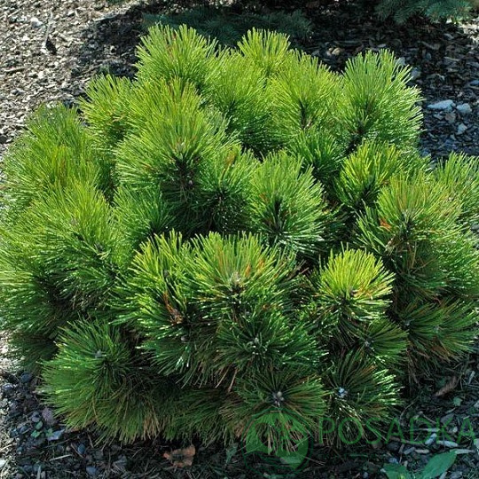 картинка Сосна черная Нана (Pinus nigra Nana) 
