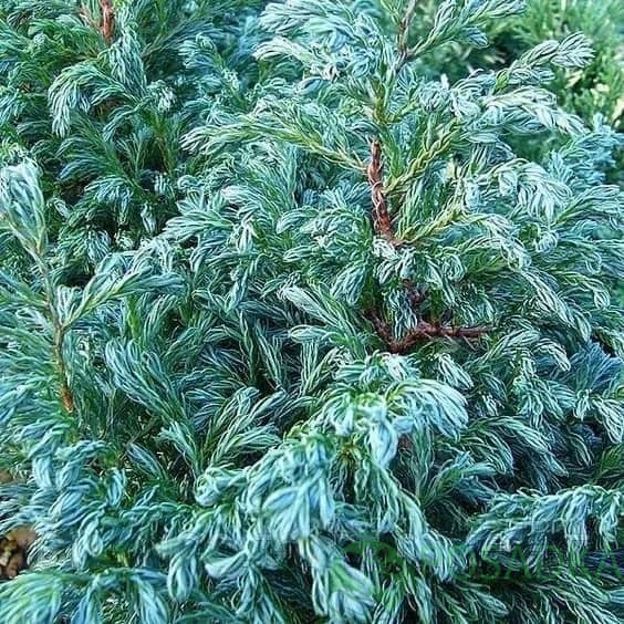 картинка Кипарисовик горохоплодный Boulevard 