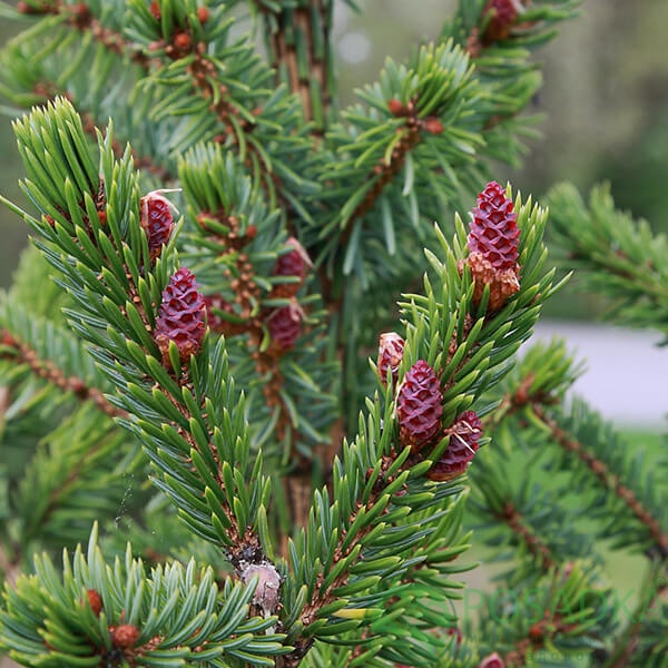 картинка Ель сербская (Picea Omorika) 