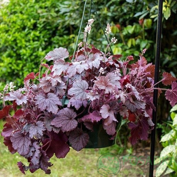 картинка Гейхера гибридная Plum Cascade 