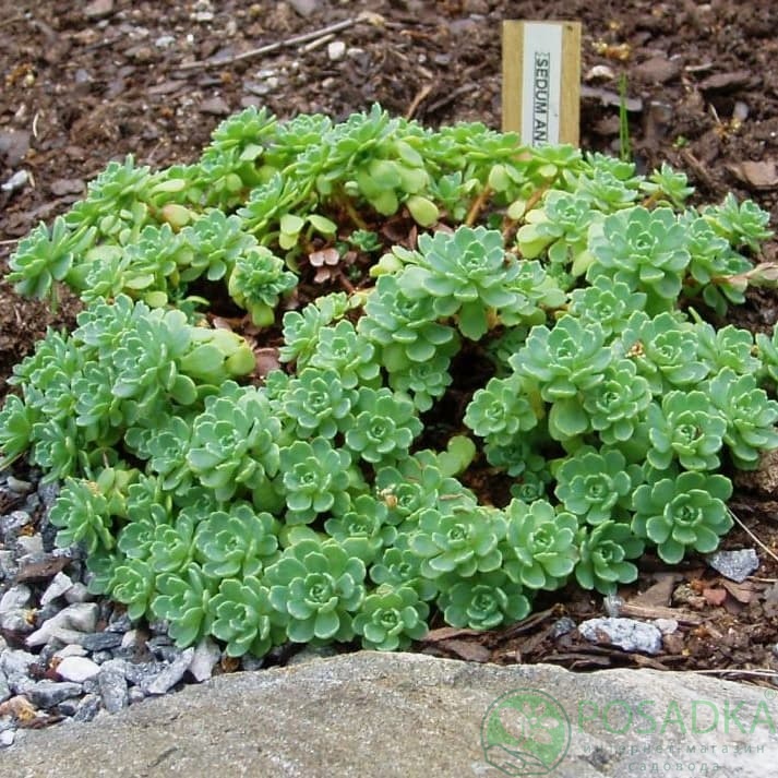 картинка Очиток (седум) Анакампсерос 