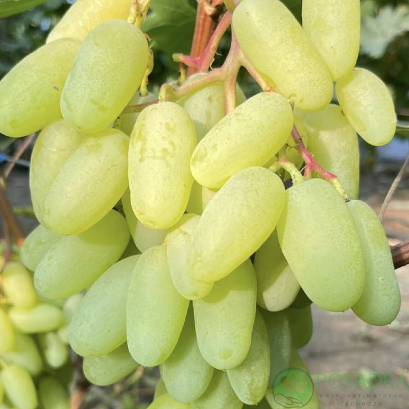 картинка Виноград Благодарность Цигульову 4-57 