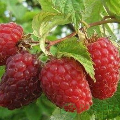 картинка Малина Жозефина  картинка Малина Жозефина