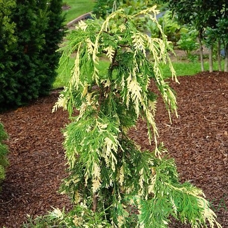 картинка Кипарисовик Variegata 