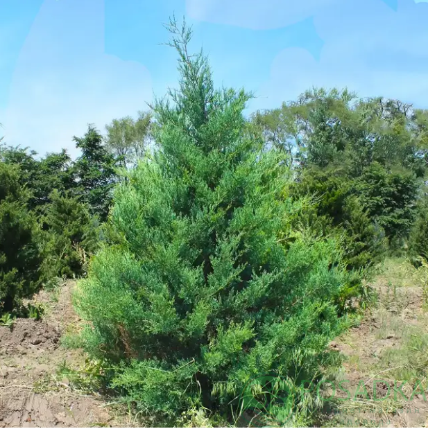 картинка Можжевельник Виргинский 