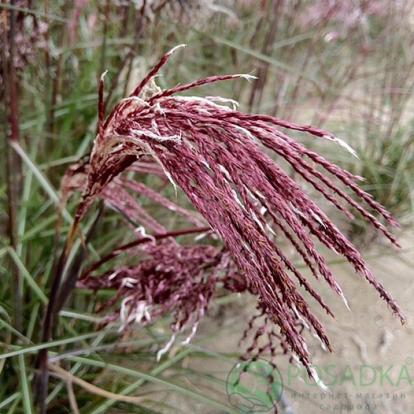 картинка Мискантус Boucle (Букле) 