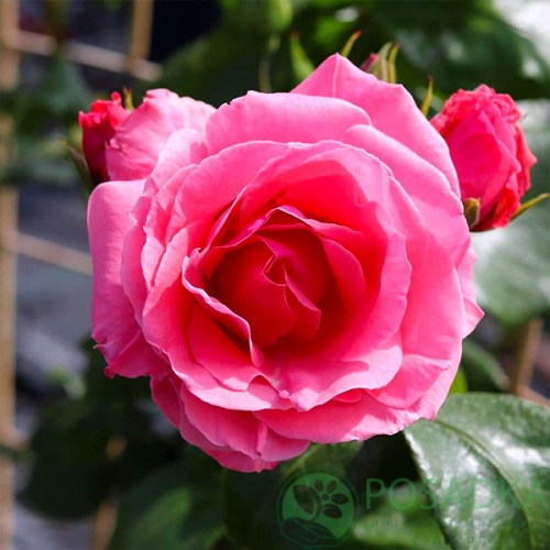 картинка Роза плетистая Лавиния С2 