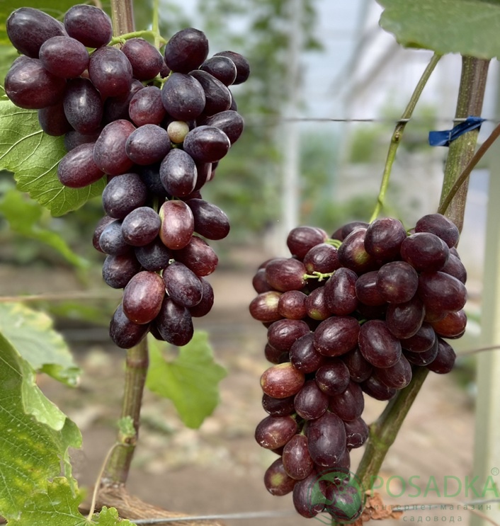 картинка Виноград Подарок Оксане 