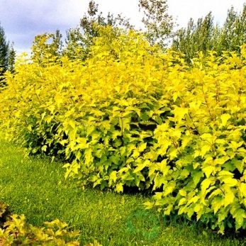 картинка Пузыреплодник калинолистный Angel Gold 