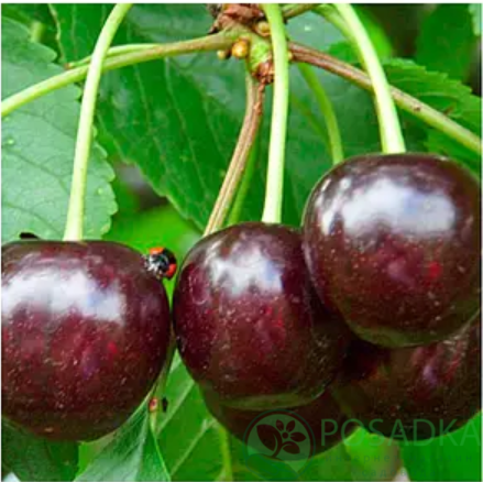 картинка Вишня Победа 