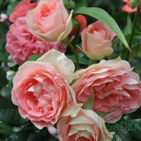 картинка Роза флорибунда Джет Сет 