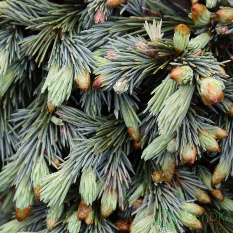 картинка Ель engelmannii 'Cineiga' 