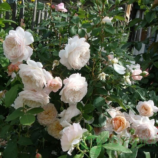 картинка Роза английская Крокус Роуз 