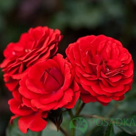 картинка Роза штамбовая Кордула 