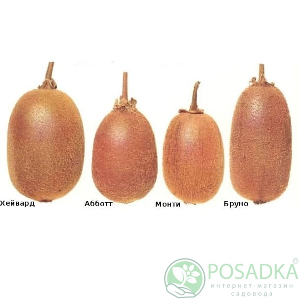 картинка Киви Монти (высокое содержание витаминов) 