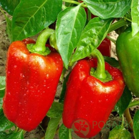 картинка Семена Перец Викинг 0.2 г, Seedera картинка Семена Перец Викинг 0.2 г, Seedera