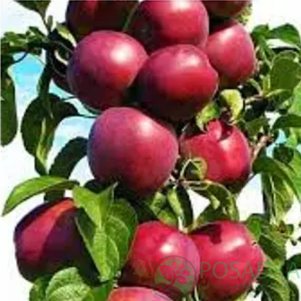 картинка Яблоня колоновидная Черемош 