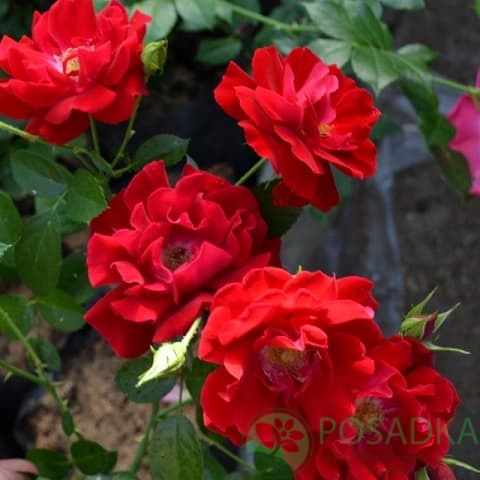 картинка Роза почвопокровная Аустриана 