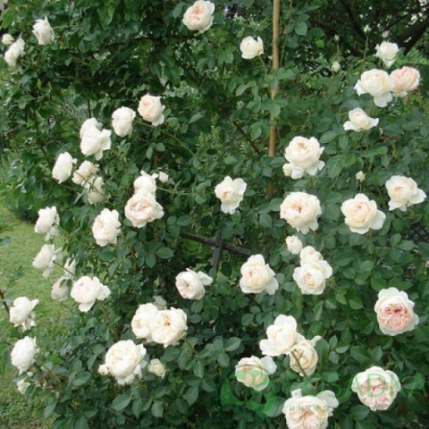 картинка Роза плетистая Мон Жарден э Ма Мезон 