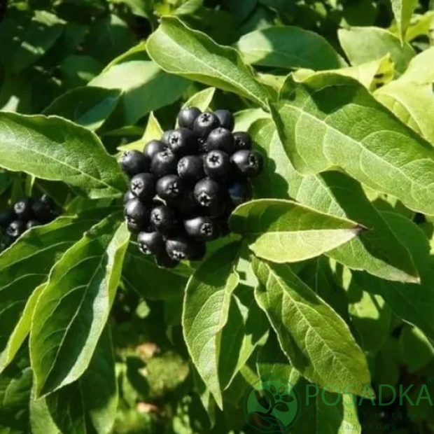 картинка Елеутерокок (canthopanax) 