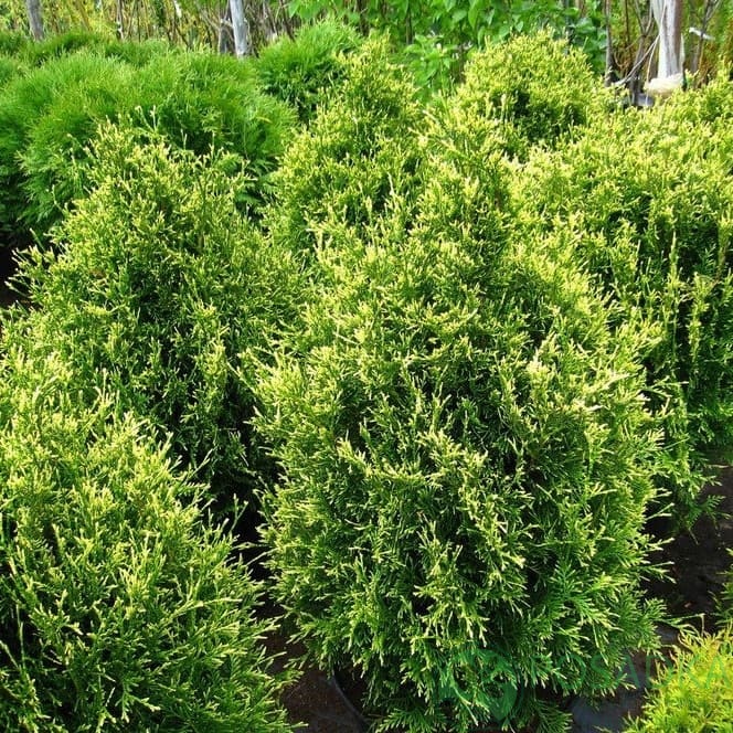 картинка Туя западная Столвик 