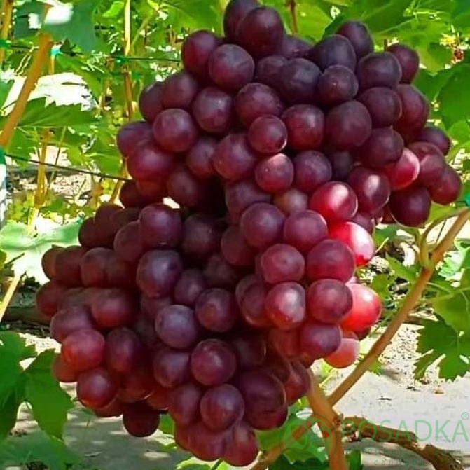 картинка Виноград кишмиш Руби Сидлис 