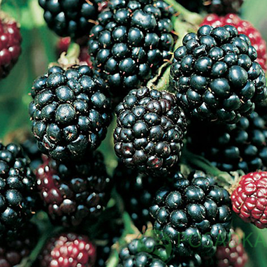 картинка Ежевика Торнфри 