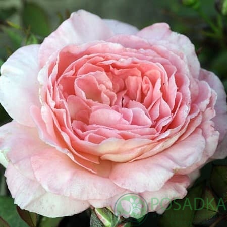 картинка Роза чайно-гибридная Лив Тайлер 