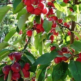 картинка Яблоня плакучая Недзведского 