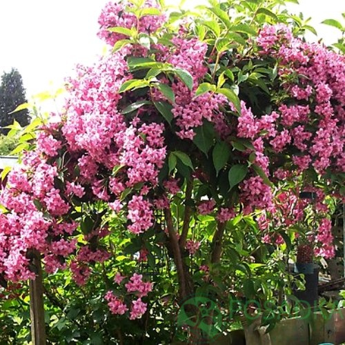 картинка Вейгела ранняя Букет Роз 5л 