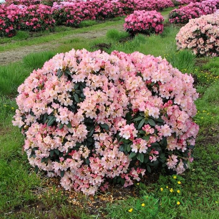 картинка Рододендрон якушиманский Percy Wiseman С2 