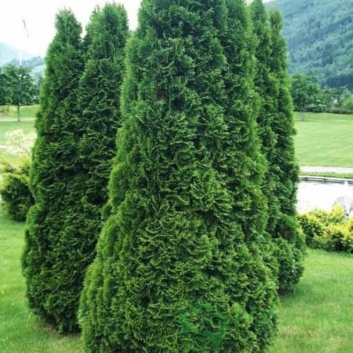 картинка Туя западная Холмструп 